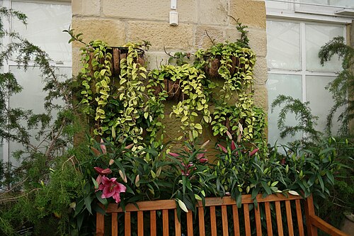 The Conservatory, Royal Tasmanian Botanical Gardens, Royal Tasmanian Botanical Gardens, Hobart, Tasmanien — The Conservatory, Royal Tasmanian Botanical Gardens — Ansicht 4