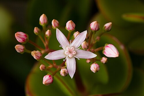 Conservatory des Royal Tasmanian Botanical Gardens, Royal Tasmanian Botanical Gardens, Hobart, Tasmanie — Crassula ovata, Royal Tasmanian Botanical Gardens, Tasmania, Australia