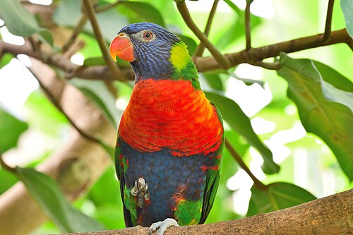 Naturospace, Tropenhaus für Schmetterlinge und Vögel unter einem Glasdach, Honfleur (Calvados), Normandie — Rainbow Lorikeet parrot at Naturospace in Honfleur, Normandy, France