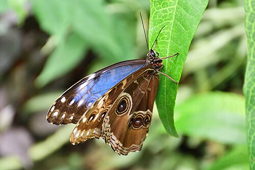 Naturospace, Tropenhaus für Schmetterlinge und Vögel unter einem Glasdach, Honfleur (Calvados), Normandie — Morpho butterfly at Naturospace in Honfleur, Normandy, France