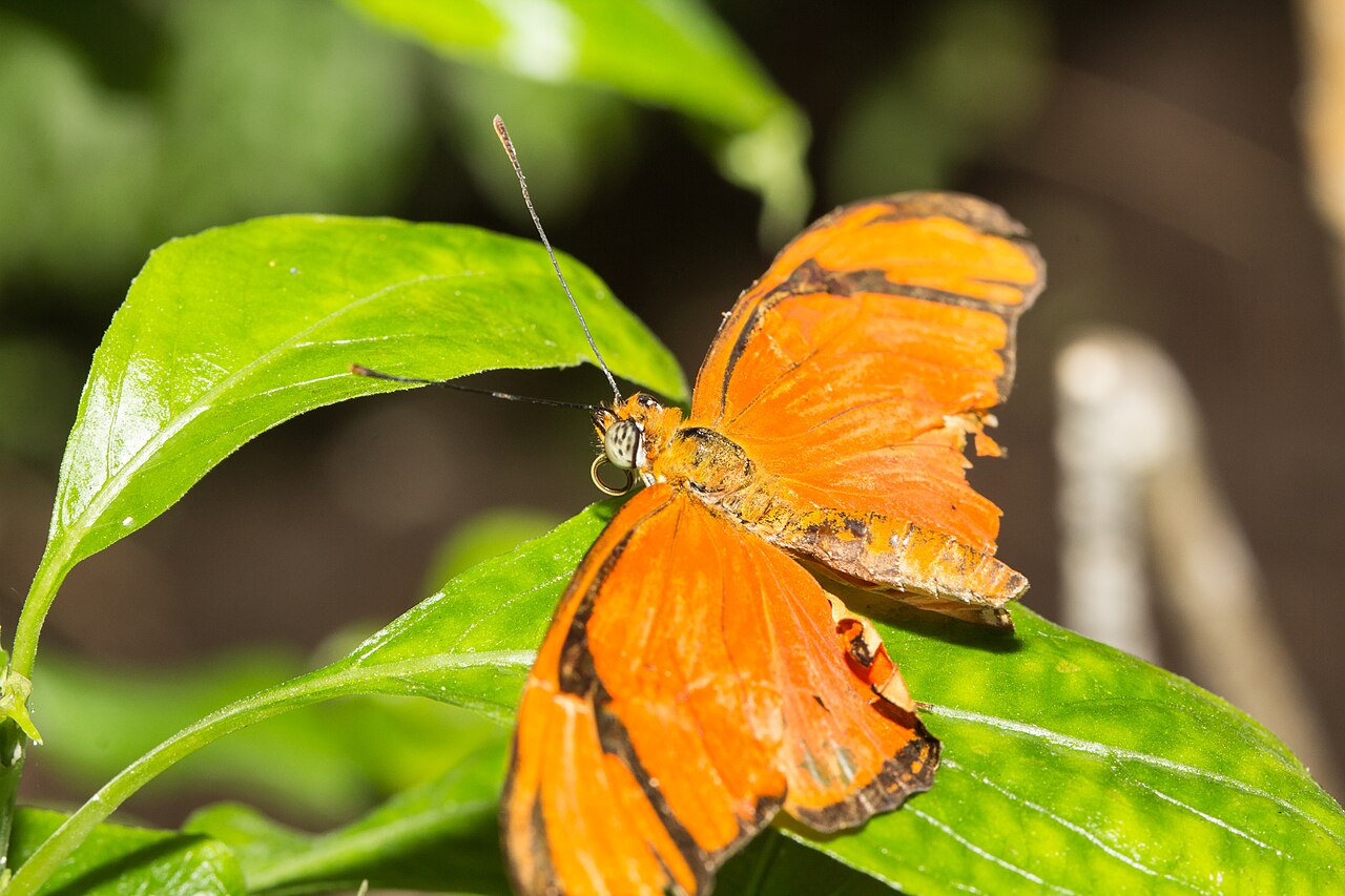 Naturospace, Tropenhaus für Schmetterlinge und Vögel unter einem Glasdach, Honfleur (Calvados), Normandie — Dryas iulia im Naturospace in Honfleur