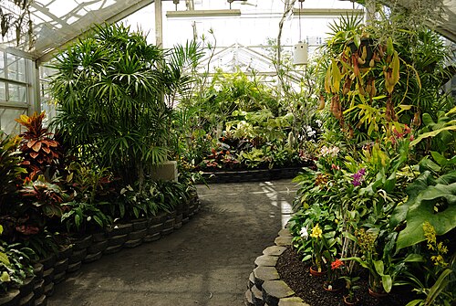 Orchid Conservatory, Foster Botanical Garden, Honolulu, Oʻahu (Hawaii) — Inside the Conservatory
