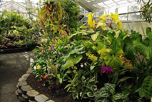 Orchid Conservatory, Foster Botanical Garden, Honolulu, Oʻahu (Hawaii) — Orchid Conservatory, Foster Botanical Garden — Ansicht 2