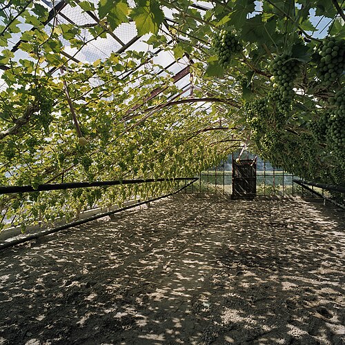 ウェストランド博物館の歴史的温室群（Westlands Museum voor Streek- en Tuinbouwhistorie）, 南ホラント州ホンセラースダイク — Westlands Museum voor Streek- en Tuinbouwhistorie: Interieur van ijzeren druivenserre…