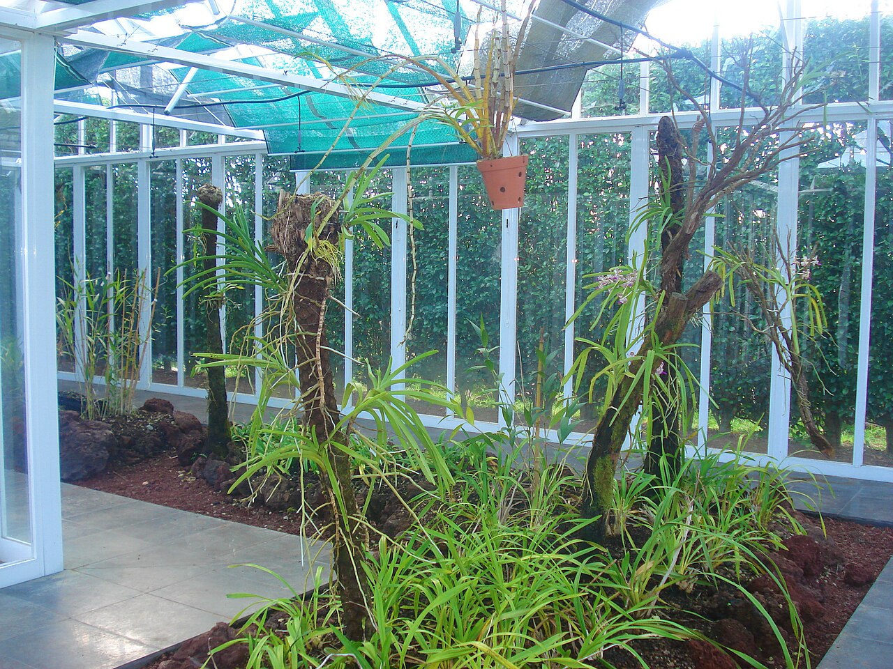 Orquidário dos Açores (Orchideenhaus der Azoren), Botanischer Garten von Faial, Horta (Flamengos), Azoren — The interior of the Orchidarium in the Botanical Garden of Faial, civil parish of…