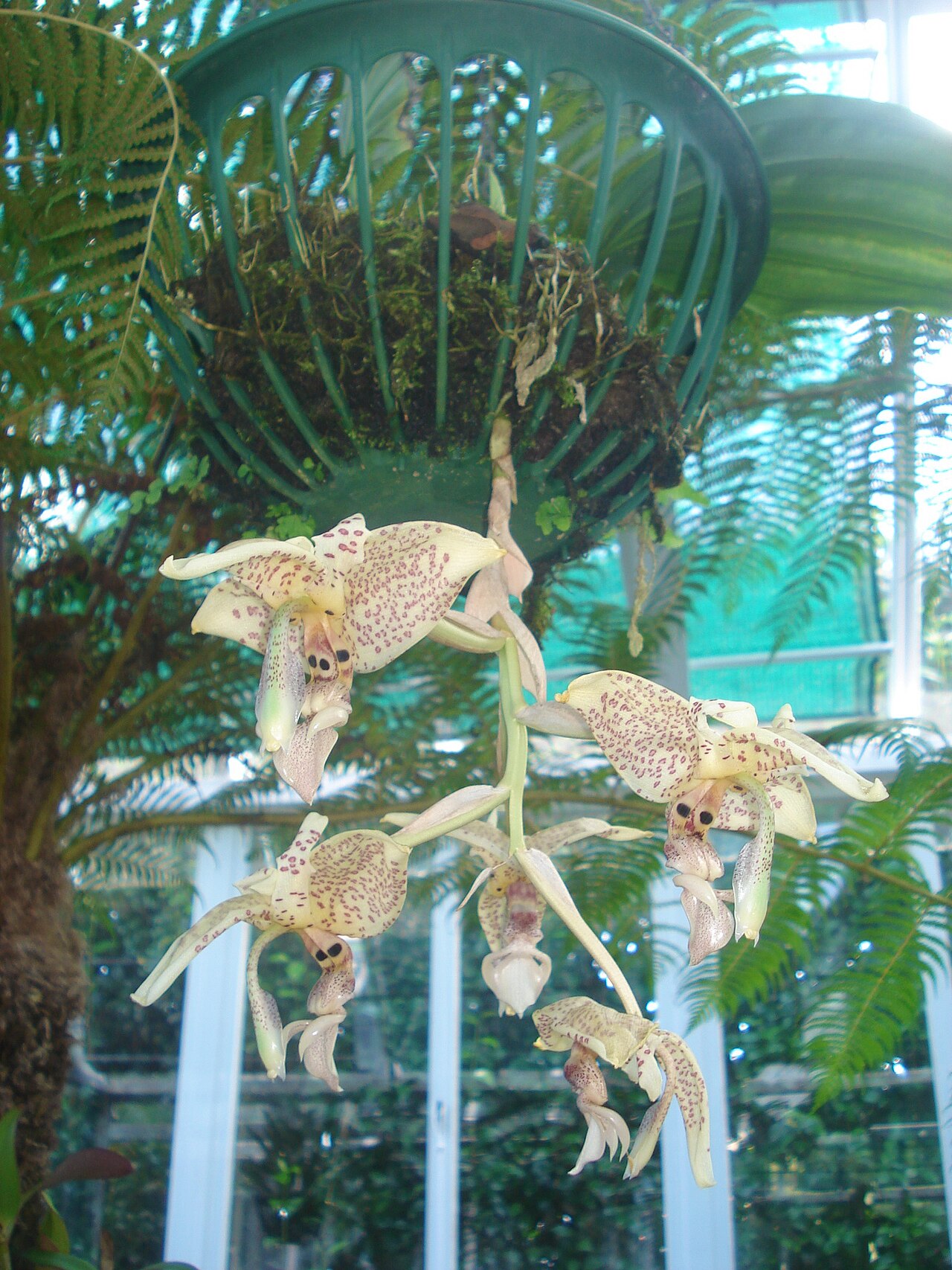 Orquidário dos Açores (Orchideenhaus der Azoren), Botanischer Garten von Faial, Horta (Flamengos), Azoren — Orchids within the Orchidarium in the Botanical Gardens of Faial, civil parish of…