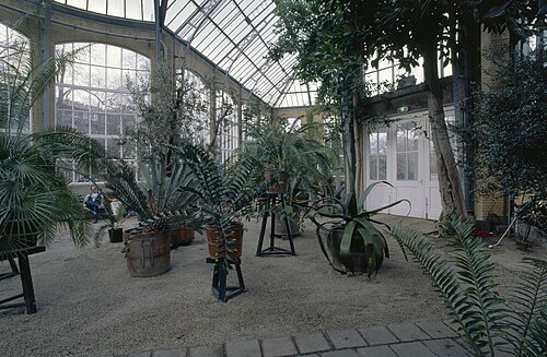 Palmenkas (Hortus Botanicus Amsterdam), Amsterdam — Palmenkas (Hortus Botanicus Amsterdam) — Ansicht 4