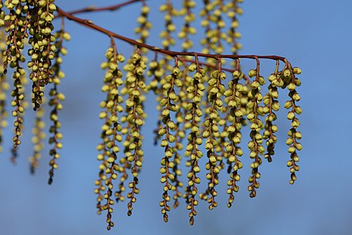 Victoriakas (Hortus Botanicus Leiden), Leiden — Guided tour by Carla Teune.