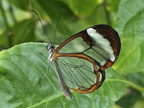 Cockrell Butterfly Center (Houston Museum of Natural Science), Houston, Texas — A high-quality shot of a glasswing butterfly taken at the Cockrell Butterfly Center of…