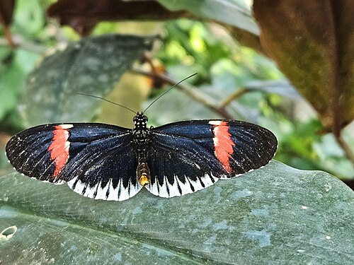 Cockrell Butterfly Center (Houston Museum of Natural Science), Houston, Texas — photo 4