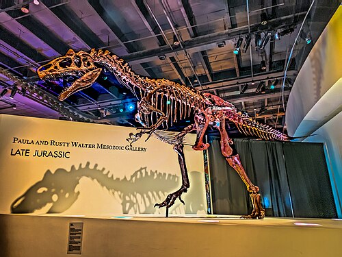 Cockrell Butterfly Center (Houston Museum of Natural Science), Houston, Texas — T-Rex skeleton at Houston Museum Natural Science