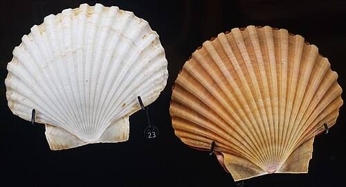 Cockrell Butterfly Center (Houston Museum of Natural Science), Houston, Texas — Natural colored Leopecten diegensis shell alongside an albino variant Collected from…