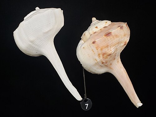 Cockrell Butterfly Center (Houston Museum of Natural Science), Houston, Texas — A colored shell of a Tudicla spirillus alongside an albino version of the same species.…
