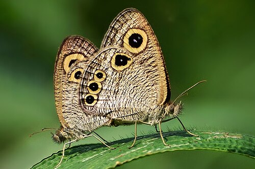 Grande Palm House et Cactus House de l'Indian Botanic Garden (AJC Bose), Shibpur, Howrah, Bengale-Occidental — Mating Pair Of Ypthima huebneri Kirby, 1871 – Common Four-ring DSC_0025bg