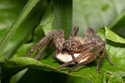 Grande Palm House et Cactus House de l'Indian Botanic Garden (AJC Bose), Shibpur, Howrah, Bengale-Occidental — Heteropoda sp. guarding her egg sac at Acharya Jagadish Chandra Bose Indian Botanic Garden