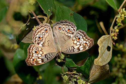 Grande Palm House et Cactus House de l'Indian Botanic Garden (AJC Bose), Shibpur, Howrah, Bengale-Occidental — Open wing position basking of Junonia atlites Linnaeus, 1763 – Grey Pansy. Specimen…