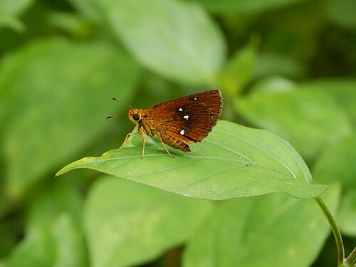 Grande Palm House et Cactus House de l'Indian Botanic Garden (AJC Bose), Shibpur, Howrah, Bengale-Occidental — Closed Wing Position of Iambrix salsala (Moore,1866) - Chestnut Bob 1