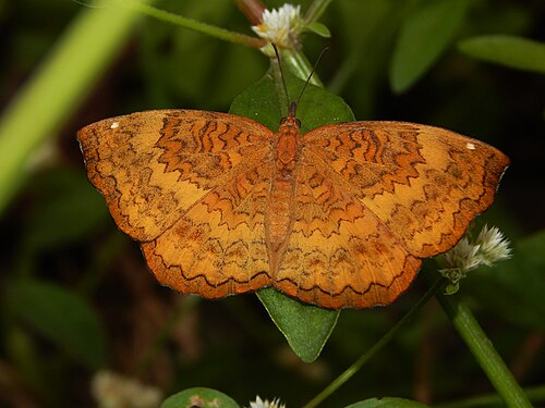 Grande Palm House et Cactus House de l'Indian Botanic Garden (AJC Bose), Shibpur, Howrah, Bengale-Occidental — Open Wing Position of Ariadne merione (Cramer,1777) - Common Castor 3