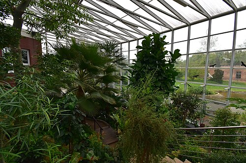 Sammlungsgewächshaus des Heilpflanzengartens der Pharmazeutischen Fakultät der Karls-Universität (sbírkový skleník), Hradec Králové, Region Hradec Králové — Tropical greenhouse of Botanical garden in Hradec Králové