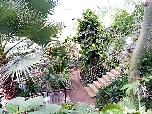 Sammlungsgewächshaus des Heilpflanzengartens der Pharmazeutischen Fakultät der Karls-Universität (sbírkový skleník), Hradec Králové, Region Hradec Králové — Tropical greenhouse of the Faculty of Pharmacy of the Charles University in Hradec…
