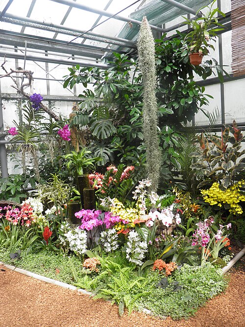 Tropisches Gewächshaus des Jardin des Papillons, Hunawihr, Hunawihr (Haut-Rhin), Grand Est — Orchidée (Orchidaceae) au jardin des papillons à Hunawihr (Haut-Rhin, France).