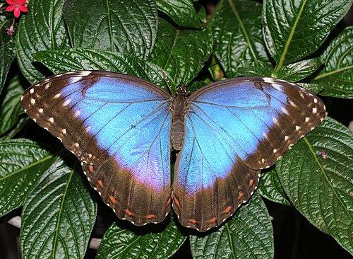 Tropisches Gewächshaus des Jardin des Papillons, Hunawihr, Hunawihr (Haut-Rhin), Grand Est — Jardin des papillons, Hunawihr.