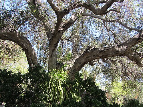 ハンティントンのデザート・ガーデン温室, カリフォルニア州サンマリノ — Oak in desert garden