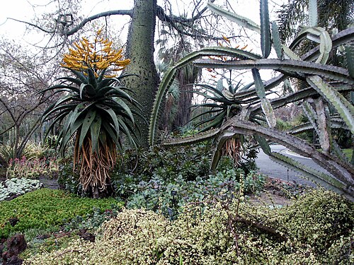 ハンティントンのデザート・ガーデン温室, カリフォルニア州サンマリノ — Huntington Library Desert Botanical Garden in afternoon after and during rain, February…