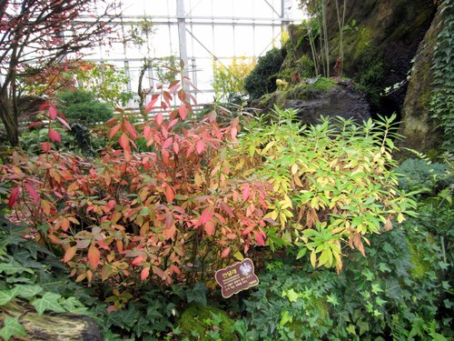 Four Seasons Hall (Gewächshaus), Botanischer Garten Uri Flower Hwaseong (화성시 우리꽃식물원 사계절관), Hwaseong (Paltan-myeon), Gyeonggi — photo 3