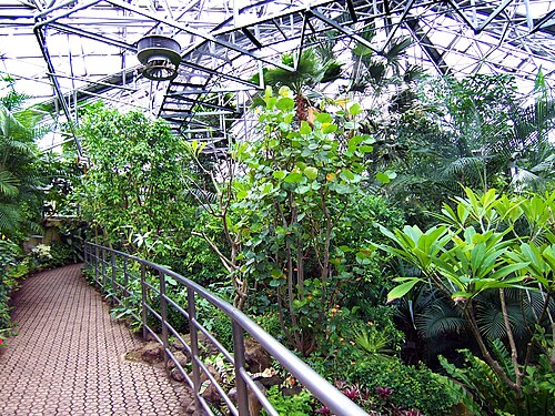 Gewächshäuser des Ichikawa Ornamental Botanical Garden (市川市観賞植物園 大温室・サボテン温室), Ichikawa (Ōmachi-Park), Präfektur Chiba — 20050416_100_0435_1600