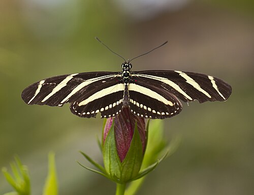ドラゴ・バタフライパーク(Mariposario del Drago), カナリア諸島、テネリフェ島、イコド・デ・ロス・ビノス — Heliconius charithonia , Butterfly zoo of Icod de los Vinos, Tenerife, Spain