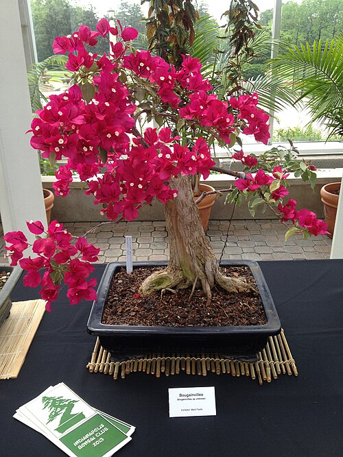 Garfield Park Conservatory & Sunken Garden, Indianapolis, Indiana — Mark’s blooming bougainvillea which was displayed last month at the Indianapolis Bonsai…