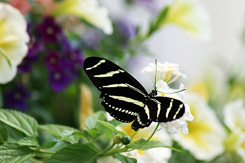 Hilbert Conservatory (White River Gardens, Indianapolis Zoo), Indianapolis, Indiana — White River Gardens
