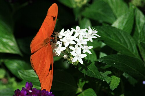 Hilbert Conservatory (White River Gardens, Indianapolis Zoo), Indianapolis, Indiana — Hilbert Conservatory — Ansicht 2