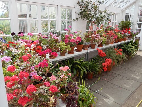 Anlehnglashaus im Inveresk Lodge Garden, Inveresk, Musselburgh (East Lothian, Schottland) — Inveresk Lodge Garden Glasshouse