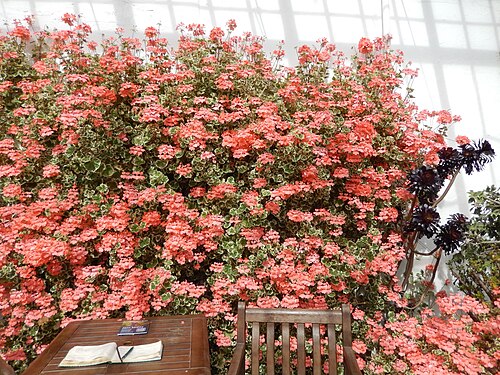 Anlehnglashaus im Inveresk Lodge Garden, Inveresk, Musselburgh (East Lothian, Schottland) — Anlehnglashaus im Inveresk Lodge Garden — Ansicht 2