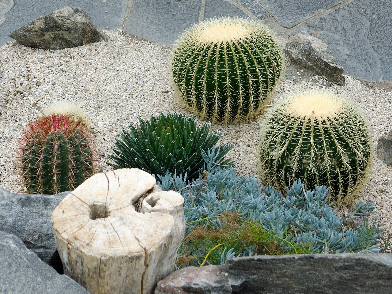 インヴァネス植物園の熱帯温室とサボテン温室, インヴァネス、ハイランド、スコットランド — Inside the Cactus House of Inverness Botanic Gardens