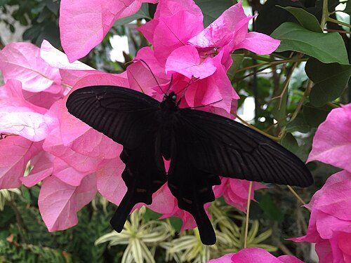 Schmetterlingsgewächshaus, Insektenmuseum der Stadt Itami (伊丹市昆虫館 チョウ温室), Itami, Präfektur Hyōgo — Schmetterlingsgewächshaus, Insektenmuseum der Stadt Itami — Ansicht 1