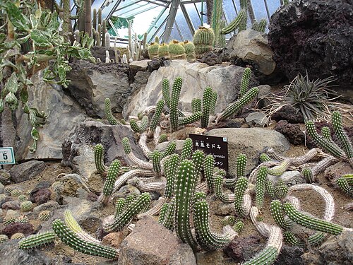 Pyramid Cactus Greenhouses, Izu Shaboten Zoo (伊豆シャボテン動物公園), Itō, Shizuoka Prefecture — izu_20140904150302