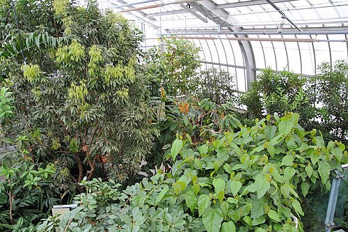 Schaugewächshäuser des Botanischen Gartens Montreal, Montreal, Québec — Schaugewächshäuser des Botanischen Gartens Montreal — Ansicht 2