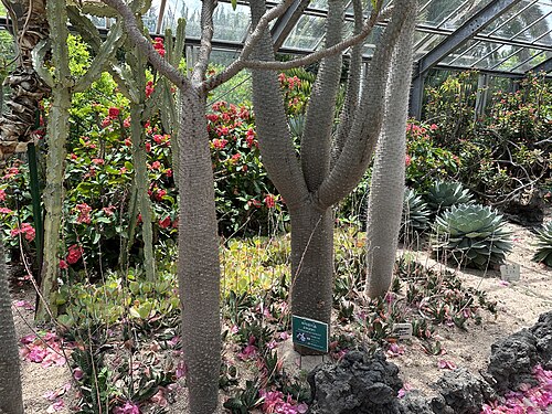 翰林公園の亜熱帯植物園の温室（한림공원 아열대식물원）, 済州市翰林邑（済州島） — 翰林公園の亜熱帯植物園の温室（한림공원 아열대식물원） — 2枚目
