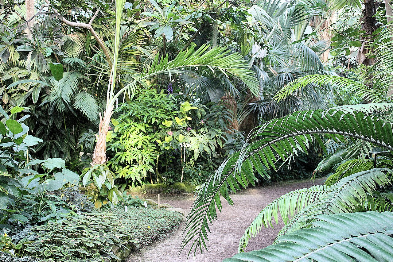 Gewächshäuser des Botanischen Gartens Jena, Jena, Thüringen — Jena,botanical garden, tropical house