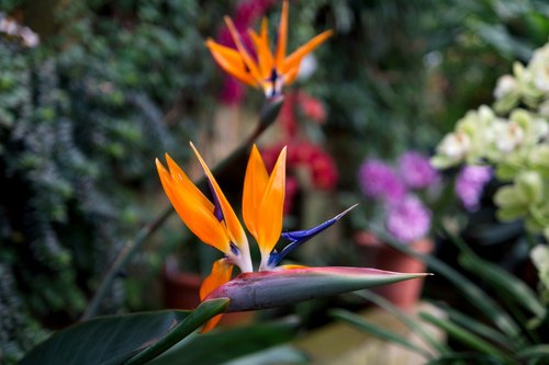 Schauhaus, Eric Young Orchid Foundation, Victoria Village, Trinity — photo 1