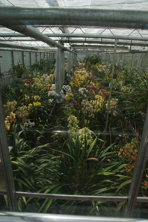 Schauhaus, Eric Young Orchid Foundation, Victoria Village, Trinity — photo 2
