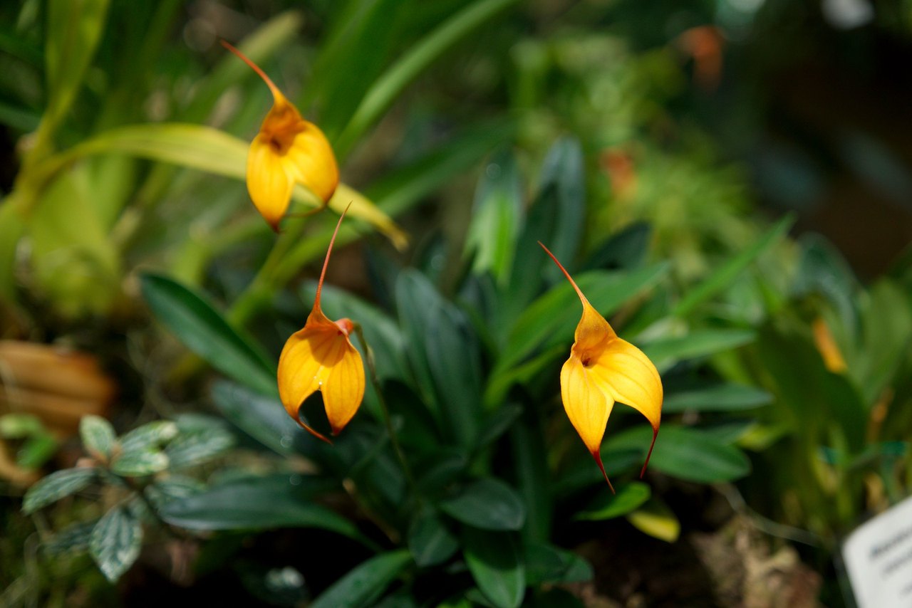 Schauhaus, Eric Young Orchid Foundation, Victoria Village, Trinity — photo 3