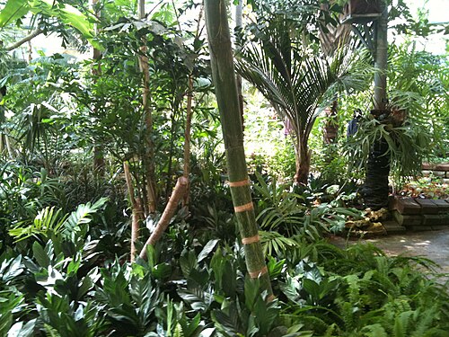 Tropengewächshaus, Botanische Gärten Jerusalem, Givat Ram, Jerusalem — In the Tropical Greenhouse at the Jerusalem Botanical Gardens, G. Ram, Jerusalem, Israel.