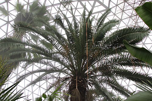 Gewächshäuser des Botanischen Gartens „Vasile Fati“, Jibou (Palmar und Acvariu), Jibou, Kreis Sălaj — Gewächshäuser des Botanischen Gartens „Vasile Fati“, Jibou — Ansicht 2