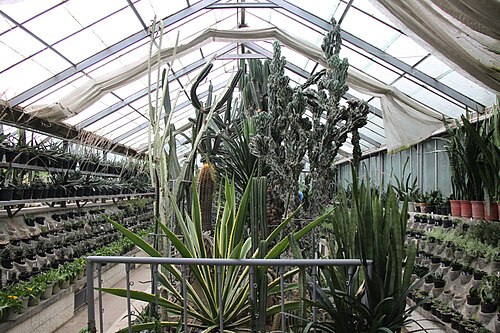 Gewächshäuser des Botanischen Gartens „Vasile Fati“, Jibou (Palmar und Acvariu), Jibou, Kreis Sălaj — Gewächshäuser des Botanischen Gartens „Vasile Fati“, Jibou — Ansicht 4