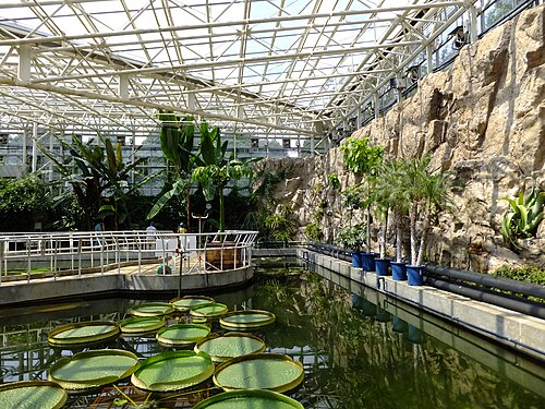 神代植物公園 大温室, 東京都調布市 — Inside of Greenhouse, Jindai Botanical Garden ; Chofu City, Tokyo.