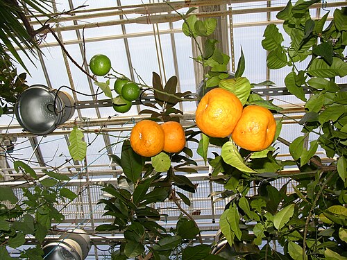 Botania, Botanischer Garten Joensuu (Taidepuutarha Botania), Joensuu, Nordkarelien — Appelsini in Joensuu